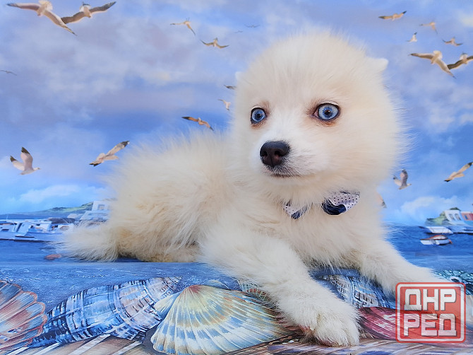 Айк (порода помски,размер той до 4 - 5 кг взрослым) есть доставка в ваш город. Донецк - изображение 3