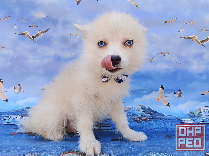 Айк (порода помски,размер той до 4 - 5 кг взрослым) есть доставка в ваш город. Донецк - изображение 4