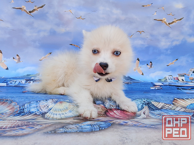 Айк (порода помски,размер той до 4 - 5 кг взрослым) есть доставка в ваш город. Донецк - изображение 6