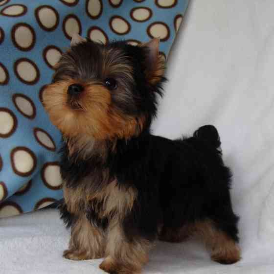 Йоркширский терьер мини,микро. Донецк