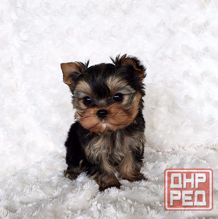Мини Йоркширский терьер Донецк - изображение 1