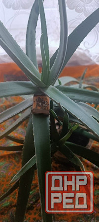 Алое вера ( 5 лет ) на лекарство Донецк - изображение 1