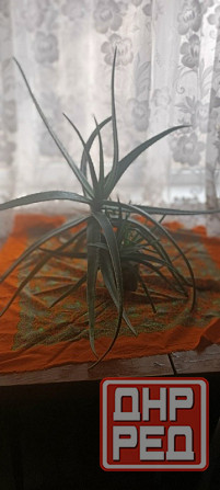 Алое вера ( 5 лет ) на лекарство Донецк - изображение 3