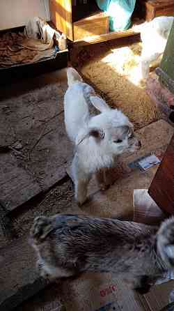 козлята ломанча и зааненской Донецк