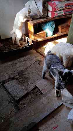 козлята ломанча и зааненской Донецк