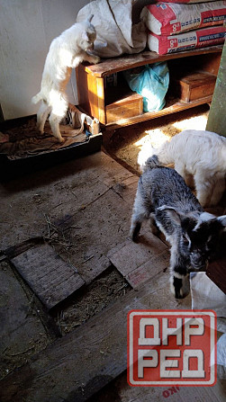 козлята ломанча и зааненской Донецк - изображение 2