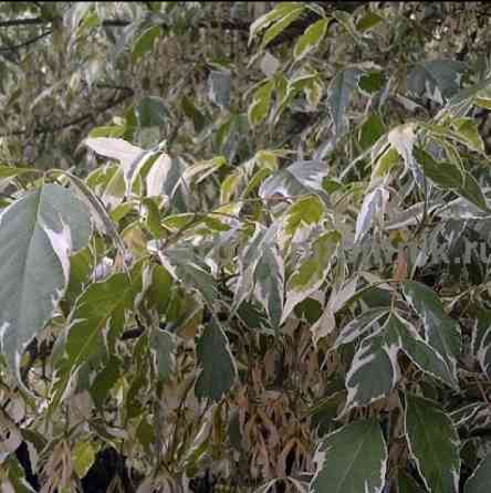 Крупномеры в Москве и Подмосковье с доставкой и посадкой Москва