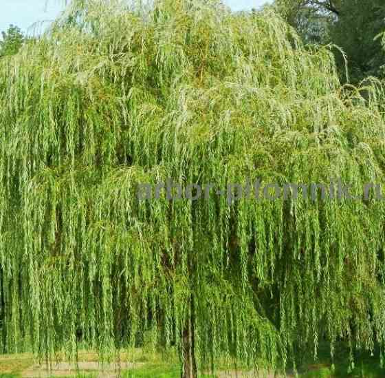 Крупномеры в Москве и Подмосковье с доставкой и посадкой Москва