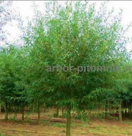 Крупномеры в Москве и Подмосковье с доставкой и посадкой Москва