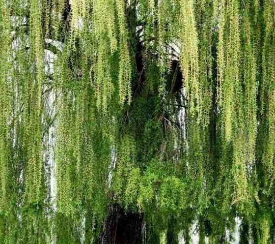 Крупномеры в Москве и Подмосковье с доставкой и посадкой Москва