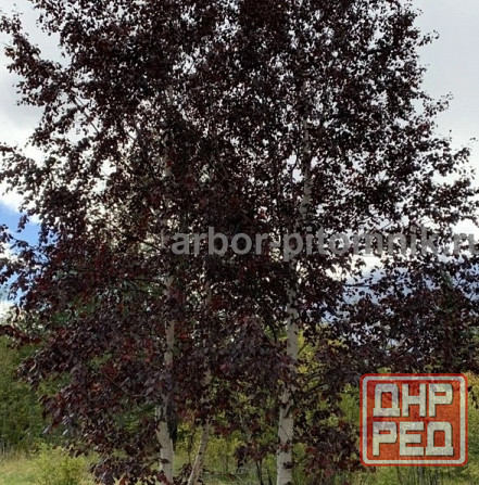 Крупномеры в Москве и Подмосковье с доставкой и посадкой Москва - изображение 8