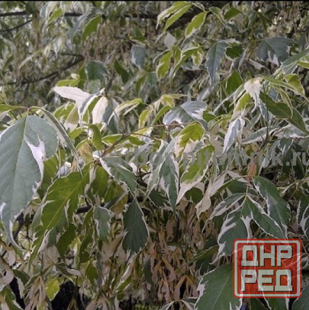 Крупномеры в Москве и Подмосковье с доставкой и посадкой Москва - изображение 4