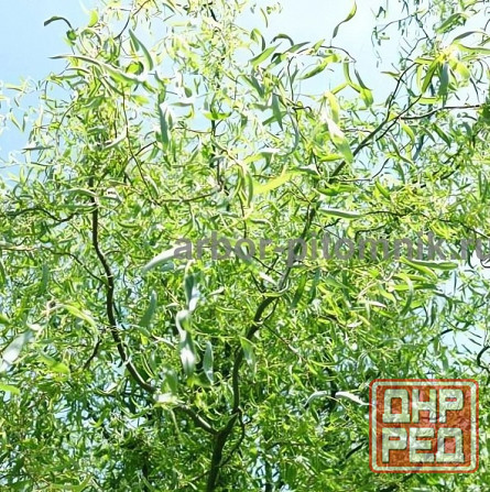 Крупномеры в Москве и Подмосковье с доставкой и посадкой Москва - изображение 2