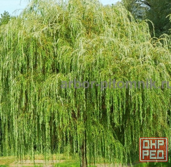 Крупномеры в Москве и Подмосковье с доставкой и посадкой Москва - изображение 6