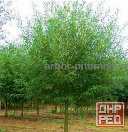 Крупномеры в Москве и Подмосковье с доставкой и посадкой Москва - изображение 3