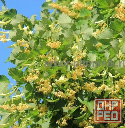 Крупномеры в Москве и Подмосковье с доставкой и посадкой Москва - изображение 7