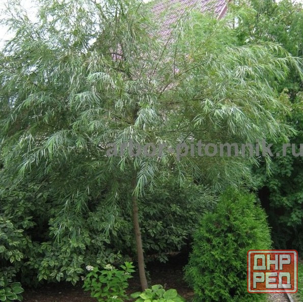 Крупномеры в Москве и Подмосковье с доставкой и посадкой Москва - изображение 5