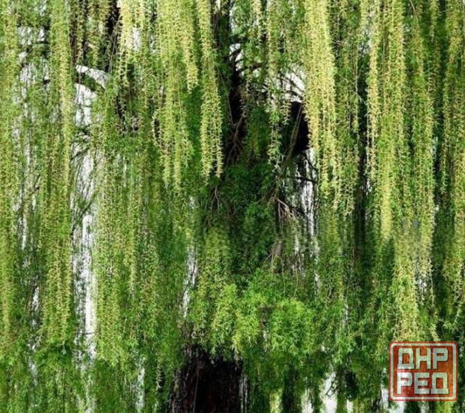 Крупномеры в Москве и Подмосковье с доставкой и посадкой Москва - изображение 1