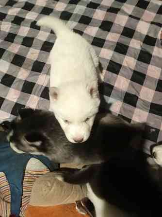 Продаются щенки хаски Мариуполь