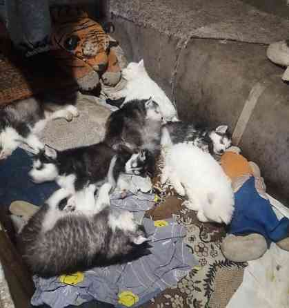 Продаются щенки хаски Мариуполь