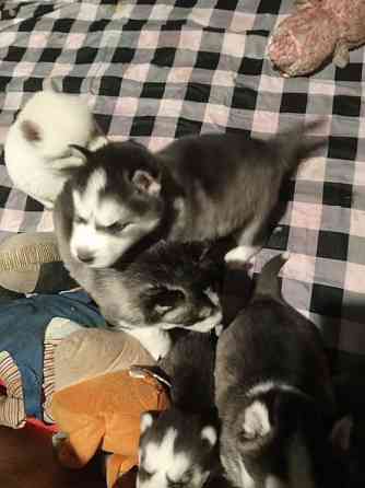 Продаются щенки хаски Мариуполь