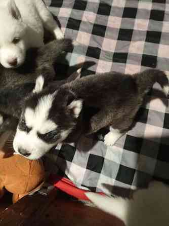 Продаются щенки хаски Мариуполь