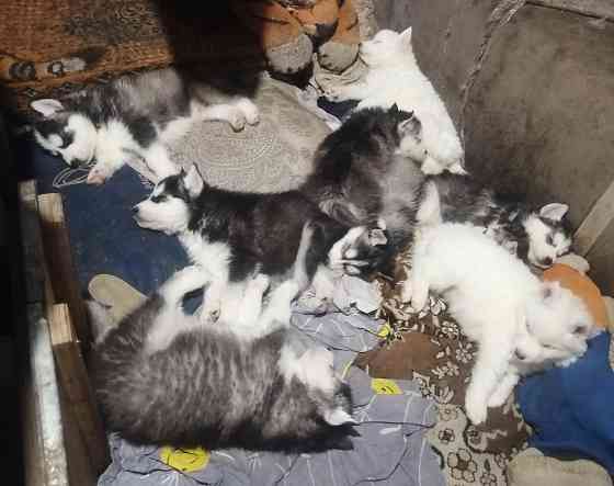 Продаются щенки хаски Мариуполь