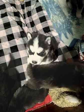 Продаются щенки хаски Мариуполь