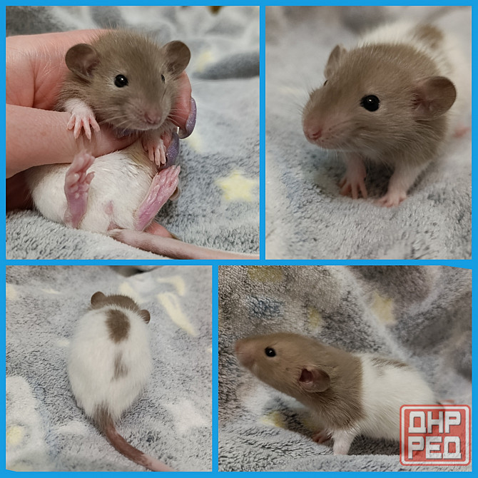 Ручной малыш Дамбо Донецк - изображение 1