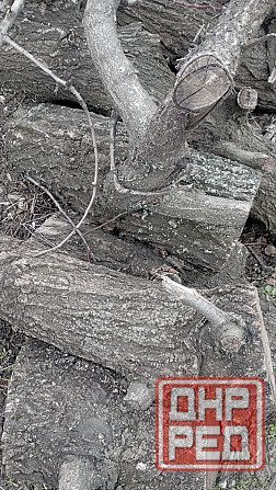 Фруктовые ветки Донецк - изображение 3