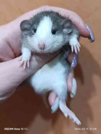 Девочка Дамбо хаски Донецк