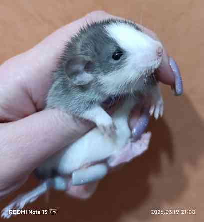 Девочка Дамбо хаски Донецк