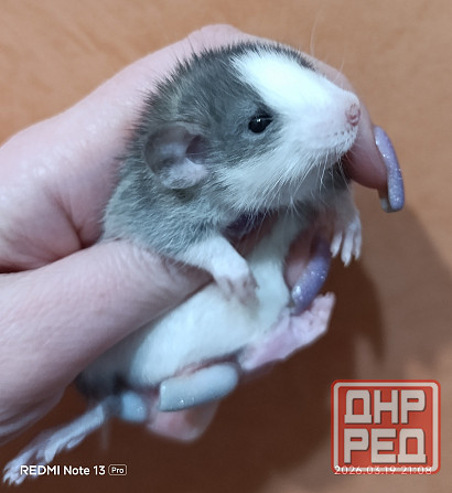 Девочка Дамбо хаски Донецк - изображение 2