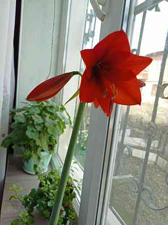 амариллис Макеевка