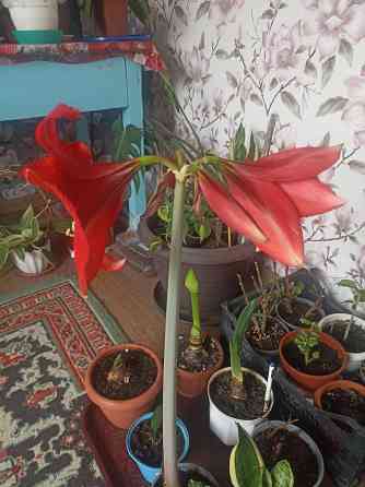 амариллис Макеевка