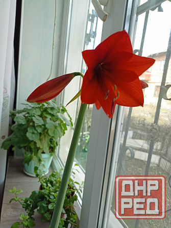 амариллис Макеевка - изображение 1