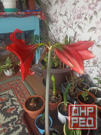 амариллис Макеевка - изображение 2