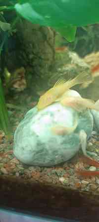 Аквариумные рыбки Донецк