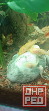 Аквариумные рыбки Донецк - изображение 1