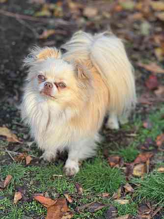 Кобель чихуахуа Донецк