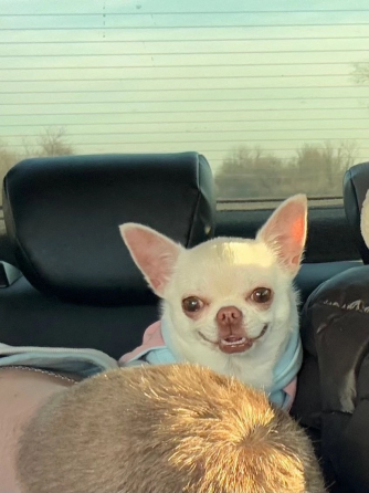 Кобель чихуахуа Донецк