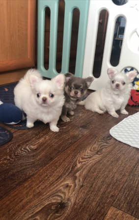 Кобель чихуахуа Донецк