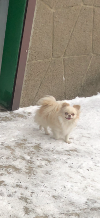 Кобель чихуахуа Донецк