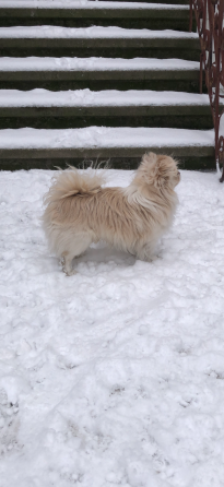 Кобель чихуахуа Донецк