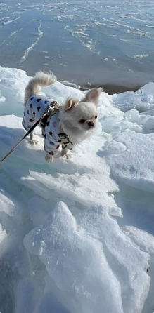 Кобель чихуахуа Донецк