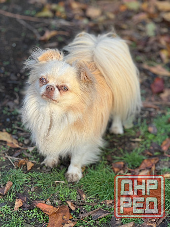 Кобель чихуахуа Донецк - изображение 3