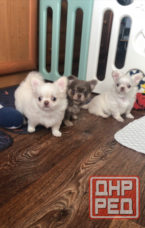 Кобель чихуахуа Донецк - изображение 4