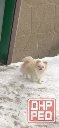 Кобель чихуахуа Донецк - изображение 2