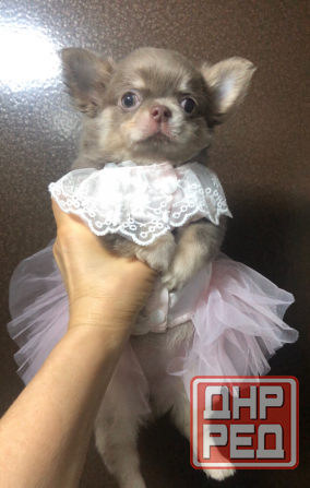 Кобель чихуахуа Донецк - изображение 7