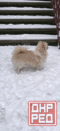 Кобель чихуахуа Донецк - изображение 1